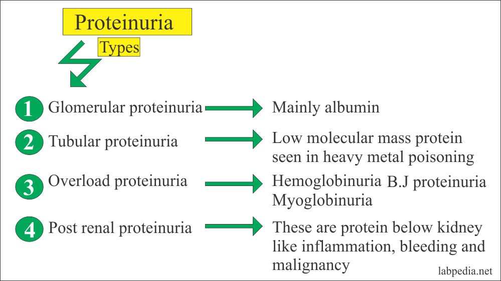 Urine Analysis: Part 13 – Urine protein (Proteinuria), Spot test for urine  protein, Microalbuminuria – Labpedia.net