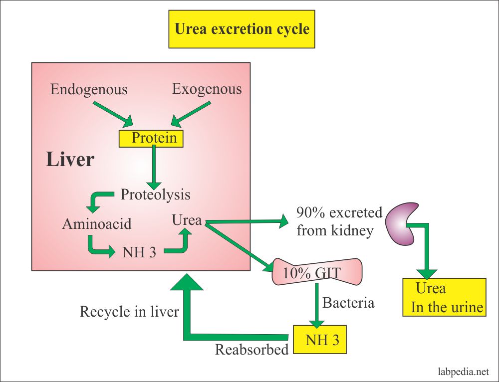 rea excretion and cycle