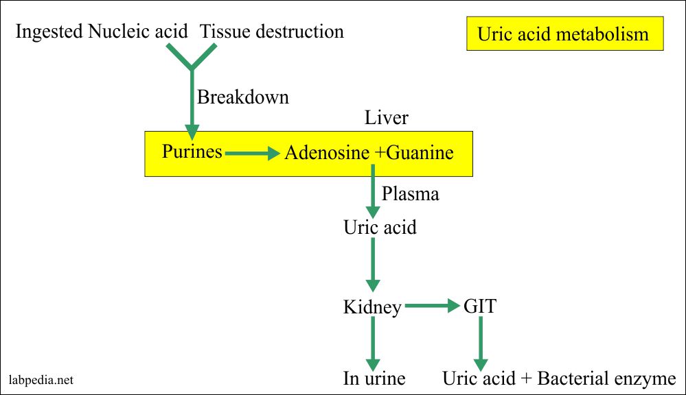 Urine, uric acid  Quantitative (24 hrs Urine Sample), Uricosuria