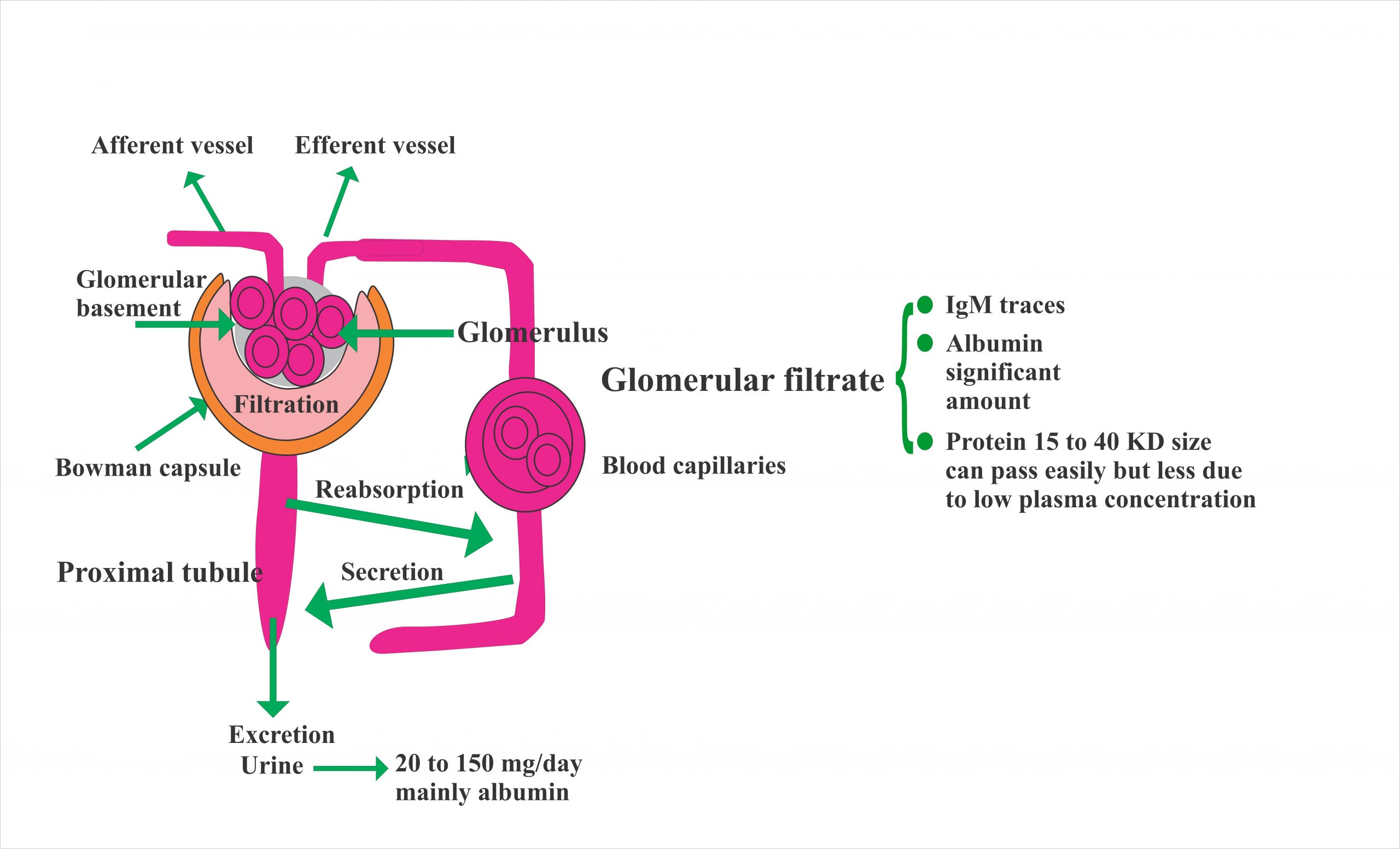 What Is Normal Albumin In Urine Urine Analysis: Part 12 – Urine Albumin (24 hrs) or (24 hours protein) – Labpedia.net