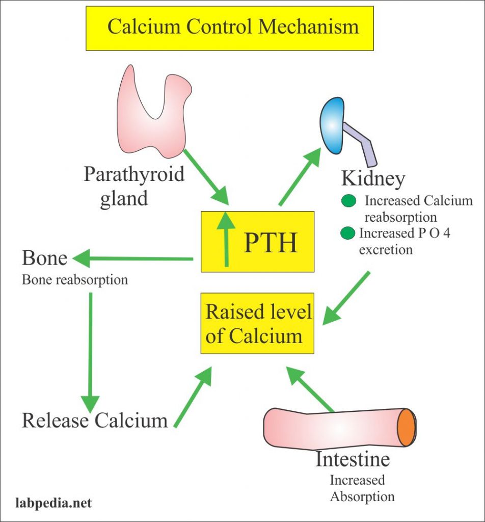 Urine Calcium (Ca), (Quantitative 24 hrs urine calcium)