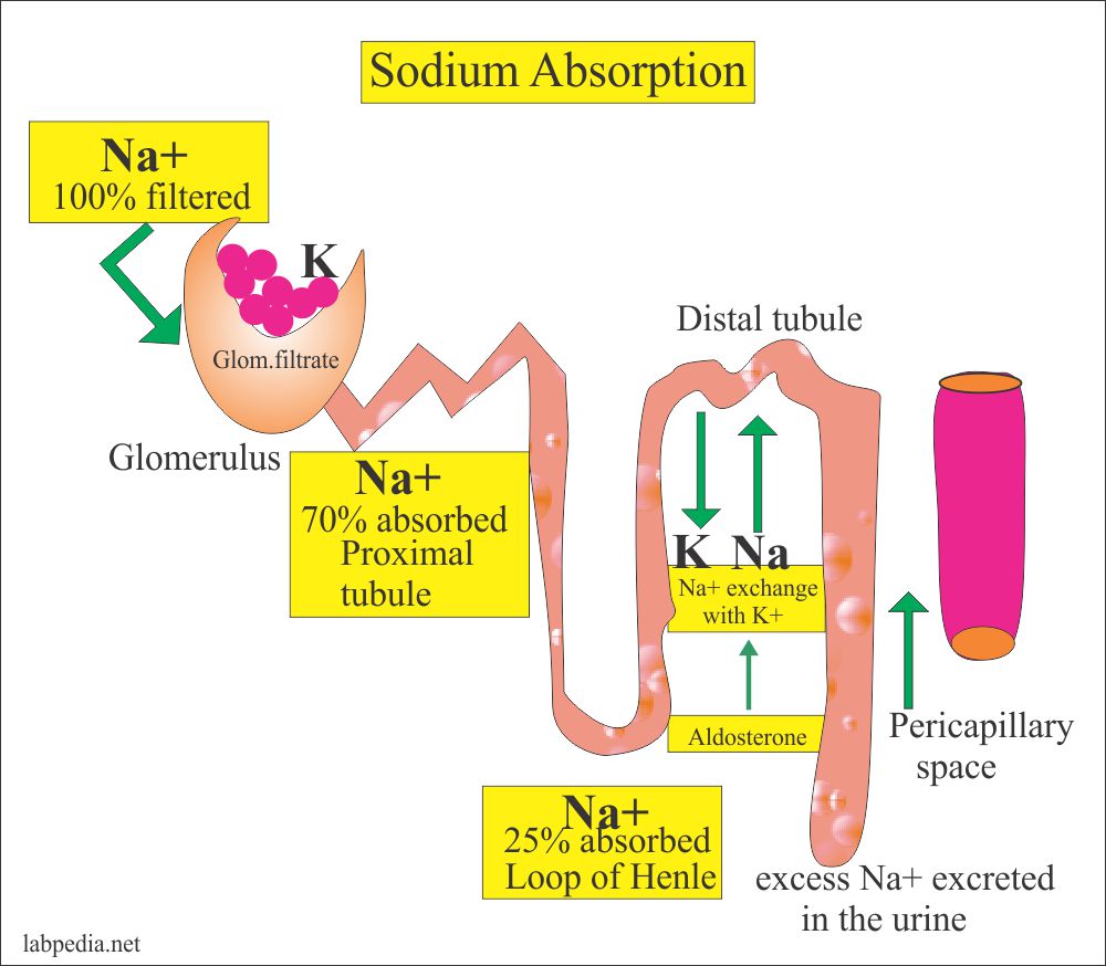 Urine Part 15 Urine Sodium Na Spot Test Or 24 Hours Urine Sodium 