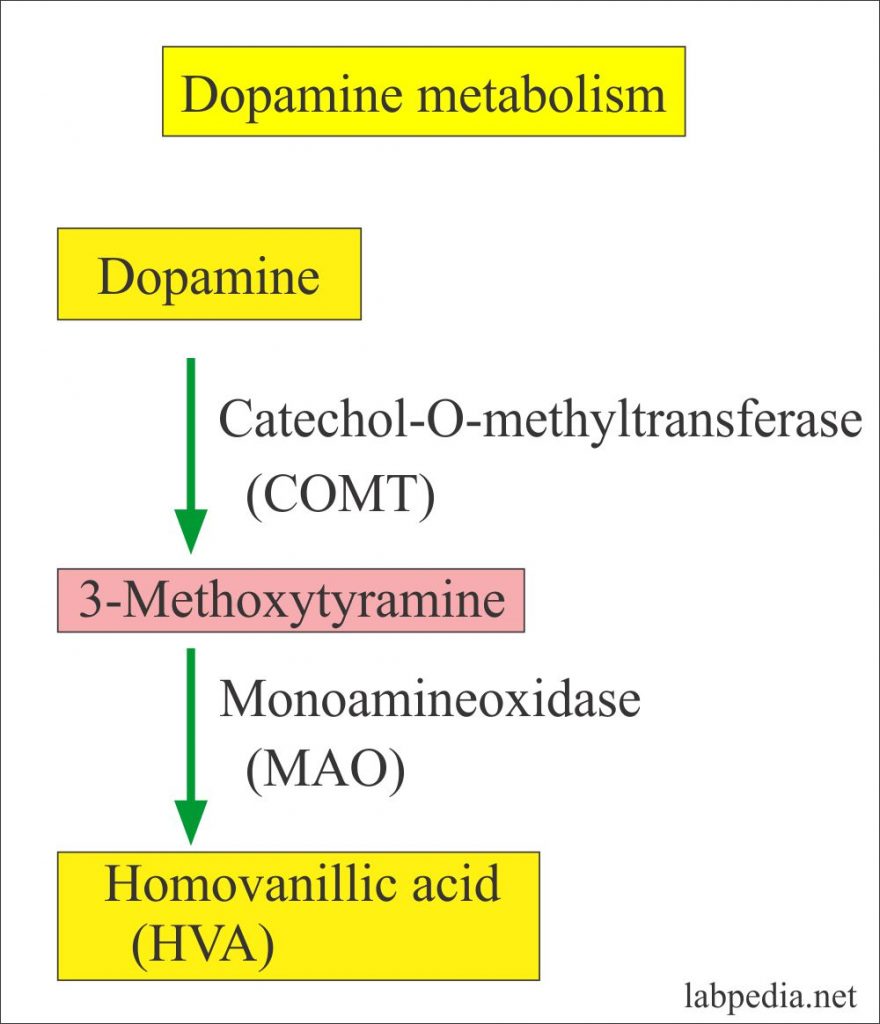 Urine 24 hours for VMA (Vanillylmandelic acid), Catecholamines (24 hours urine), Neuroblastoma