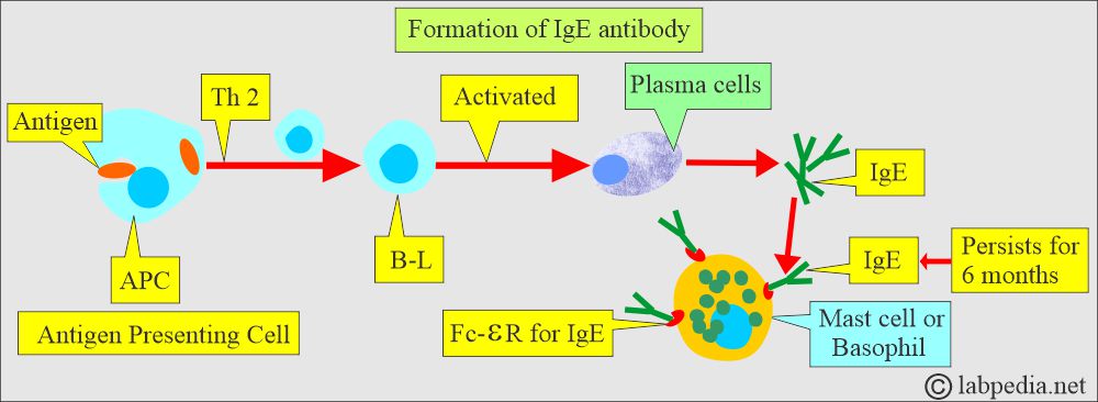 IgE antibody, mast cell, and Basophil IgE antibody, mast cell, and Basophil