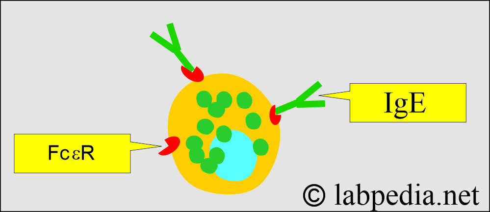 IgE receptor