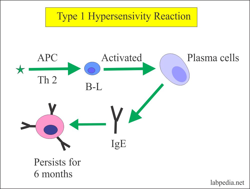 Management of Anaphylactic reaction (Type 1 Hypersensitivity Reaction)