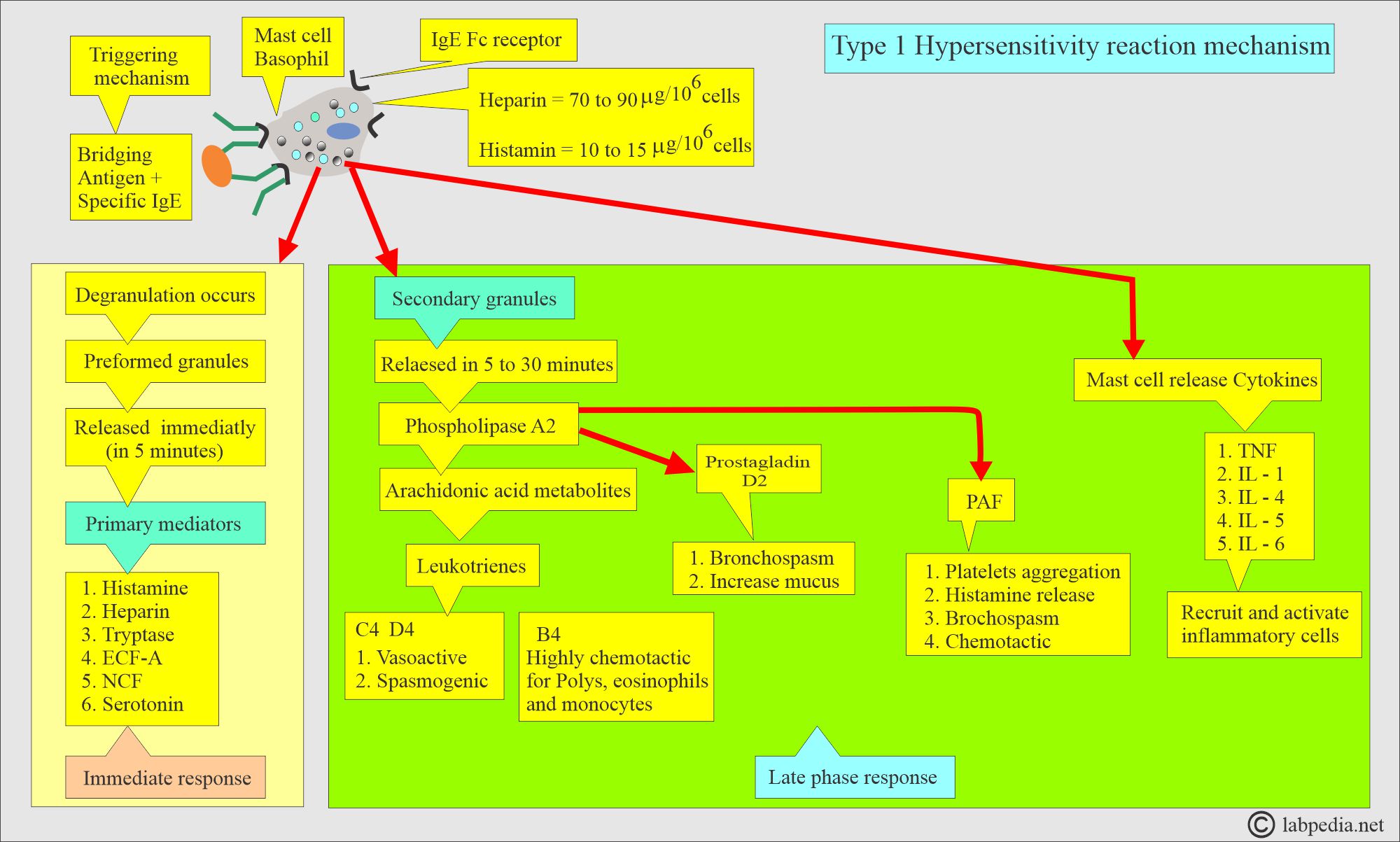 Anaphylactic reaction: Type 1 Hypersensitivity reaction