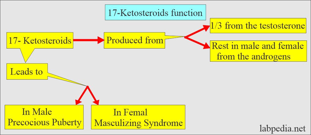 17-ketosteroids functions