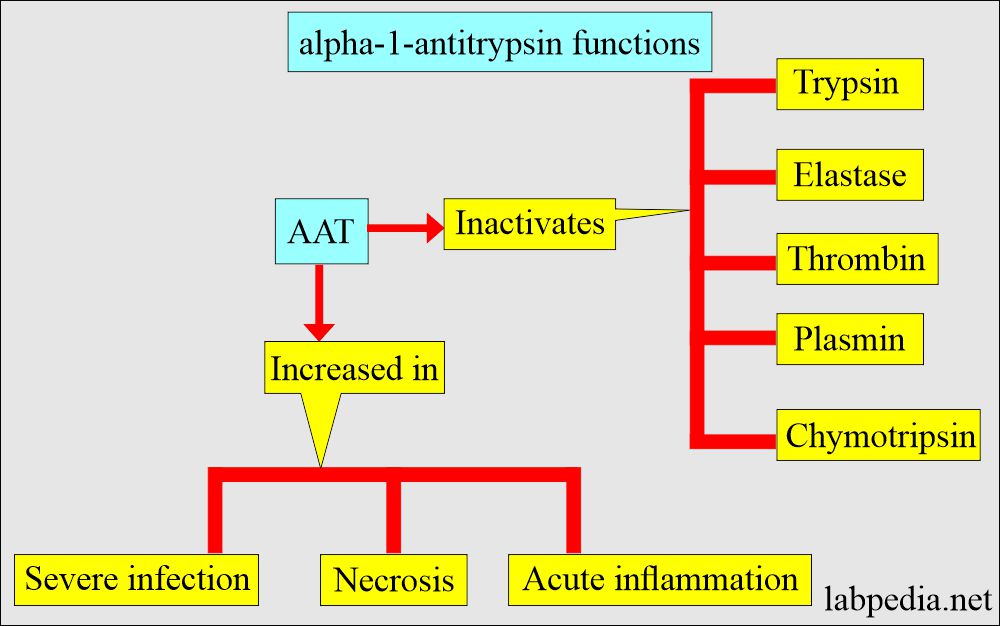 alpha1- antitrypsin (AAT) function and inhibition