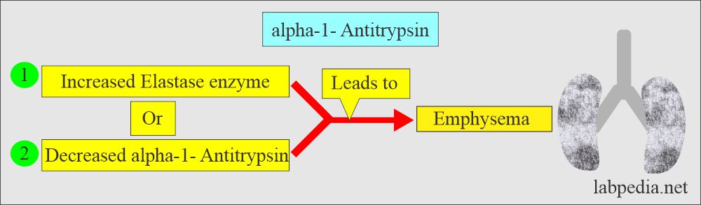 alpha-antitrypsin deficiency (AAT) lung emphysema