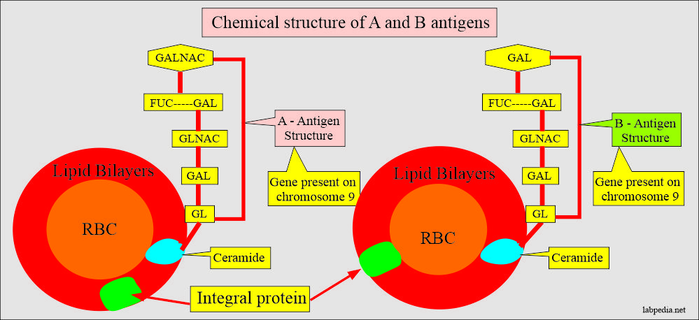 Structure of A and B antigens