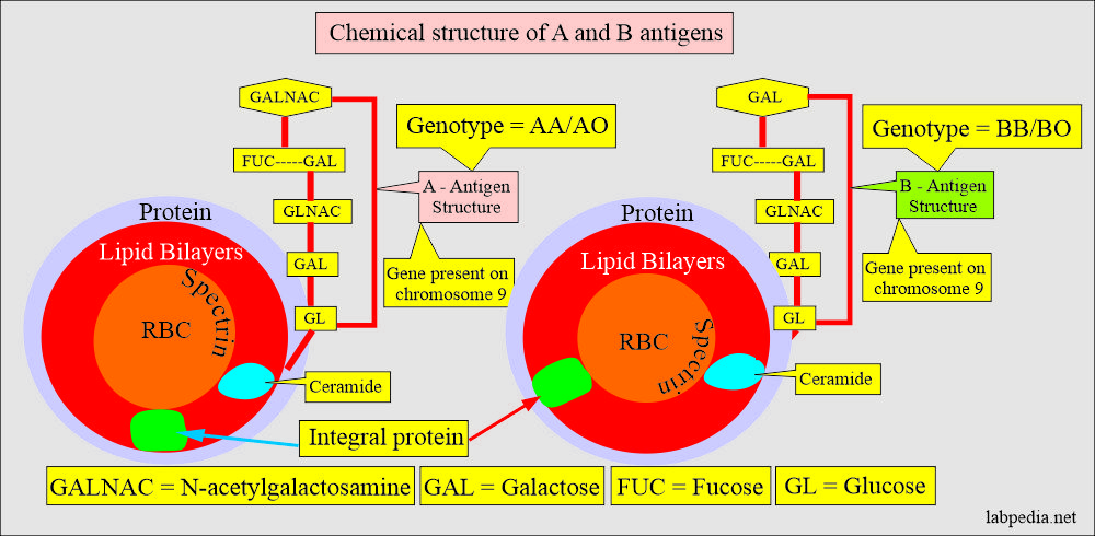 Blood group A and B antigen structure