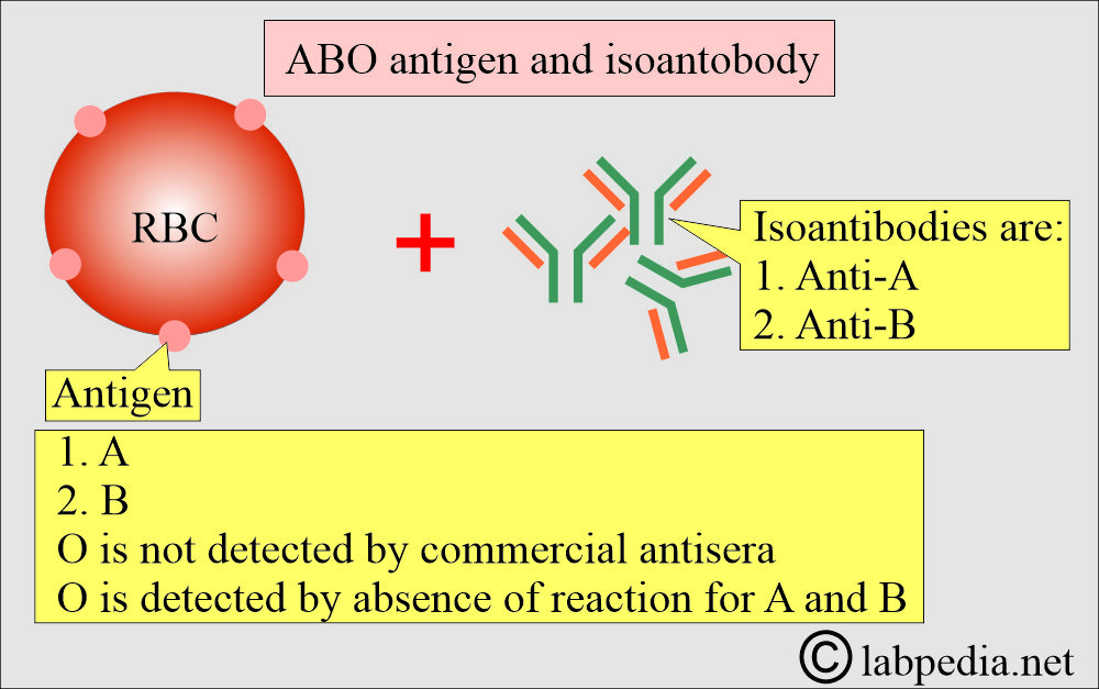 ABO antigen and Antibody