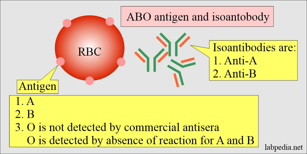 Blood group ABO antigens and isoantibodies