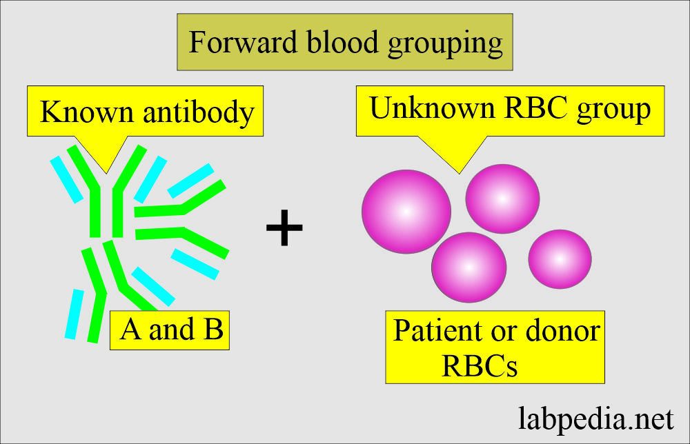 ABO forward blood grouping