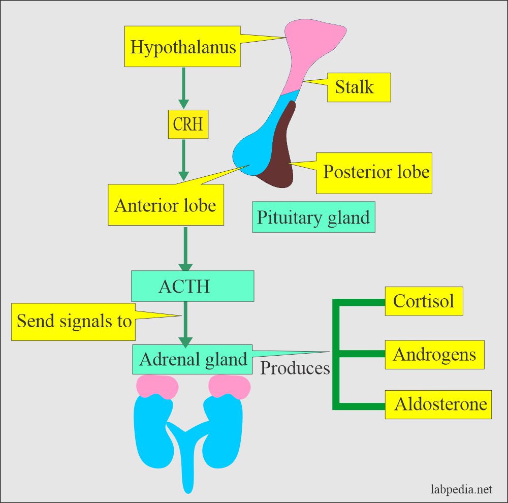Hypothalamus, CRH, and ACTH cycle