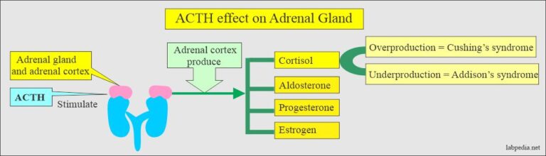 what tropic hormone stimulates cortisol from the adrenal gland