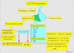 acth adrenocorticotropic glands pituitary labpedia cushing syndrome gland