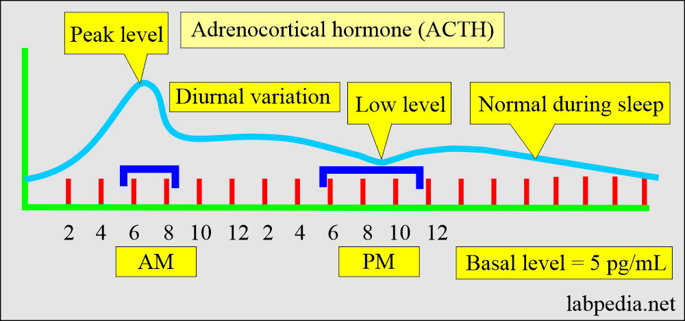 ACTH level during 24 hours