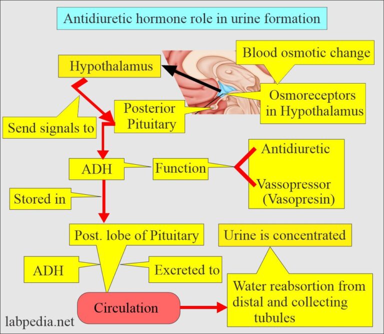 Antidiuretic Hormone (ADH, Vasopressin, Arginine Vasopressin), Diabetes ...