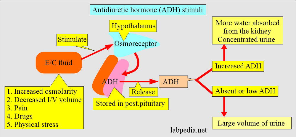Antidiuretic hormone (ADH) stimuli 