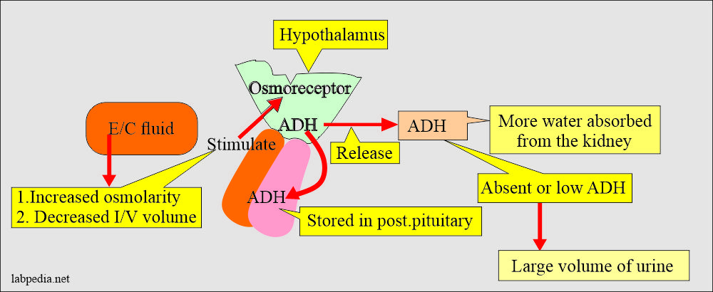 ADH secretion depends upon the osmolarity of the fluids