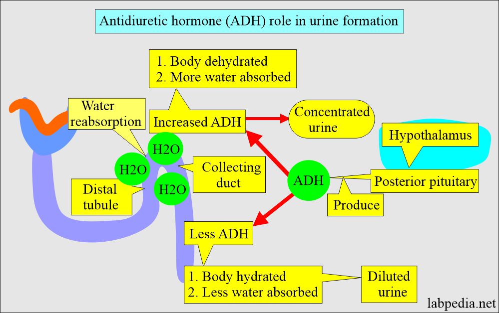 Antidiuretic Hormone (ADH, Vasopressin, Arginine Vasopressin), Diabetes Insipidus