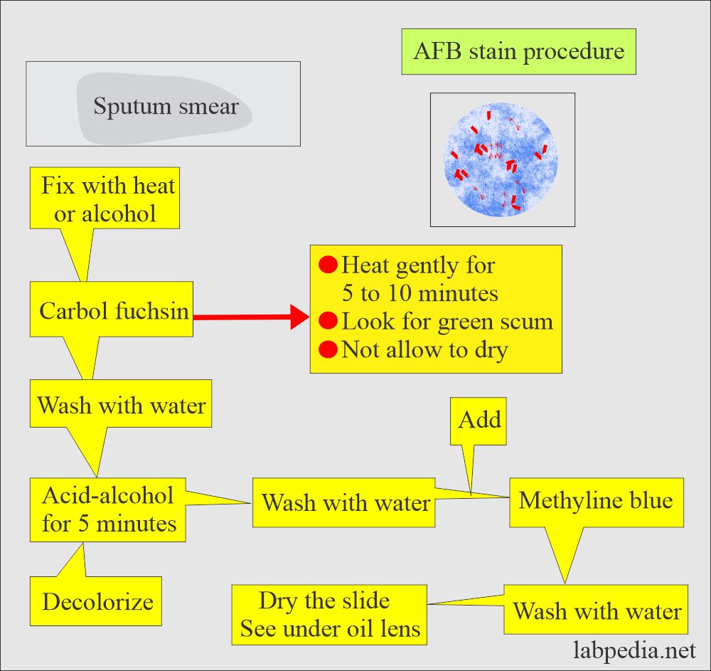 AFB stain procedure