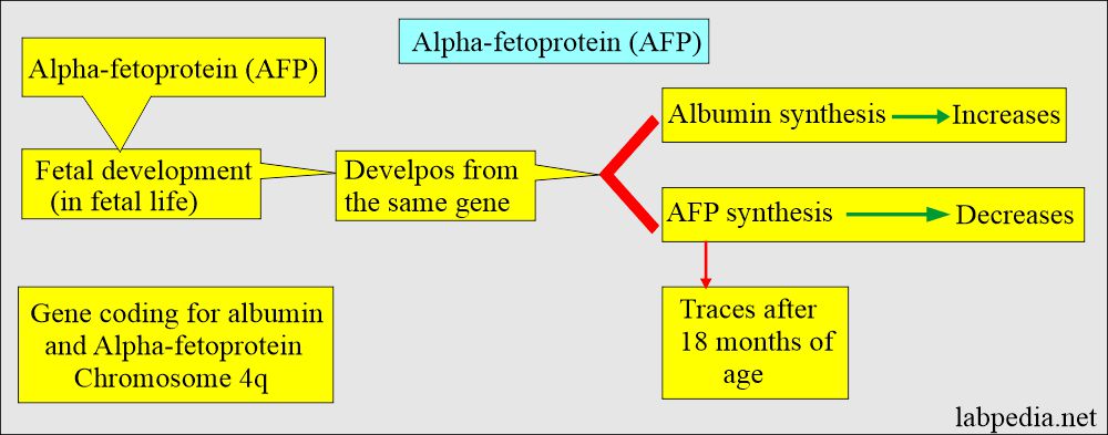 Alpha-fetoprotein (AFP) and albumin