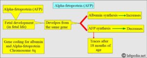 Understanding Alpha-Fetoprotein (AFP) and Its Importance