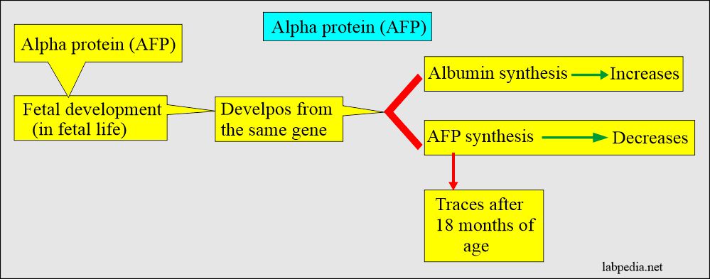 Alpha-Fetoprotein (AFP), α-Fetoprotein and its Significance