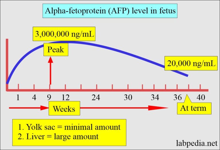 Alpha-Fetoprotein (AFP), α-Fetoprotein And Its Significance - Labpedia.net