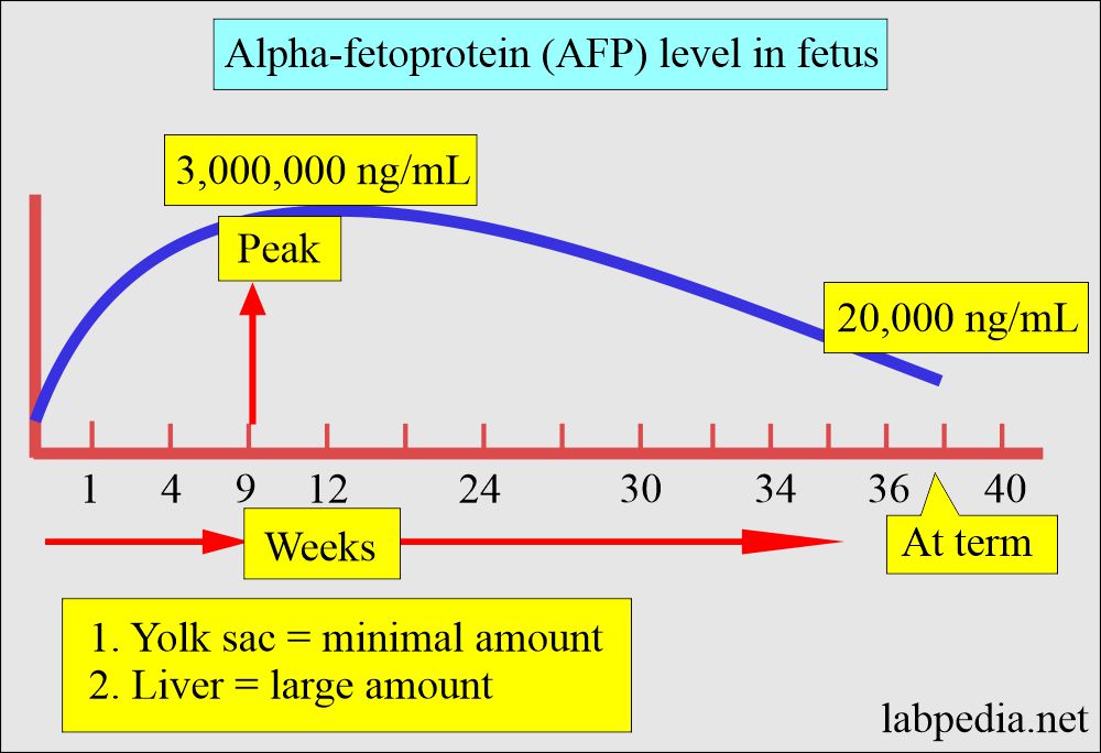 Alpha-fetoprotein (AFP) level in fetus