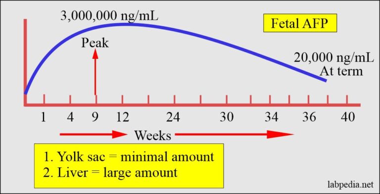 Alpha-Fetoprotein (AFP), α-Fetoprotein And Its Significance - Labpedia.net