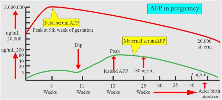 Alpha Fetoprotein - Maternal AFP, (α1- Fetoprotein ) And Its ...