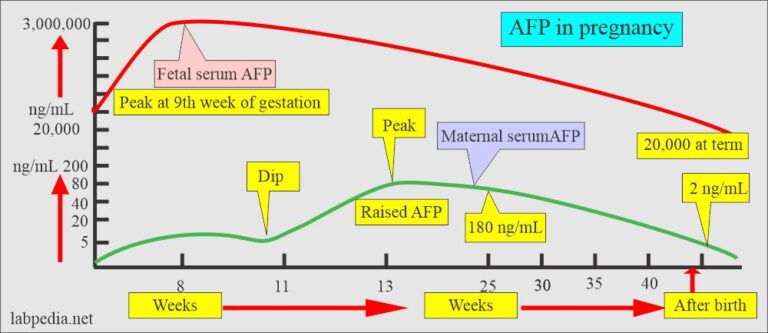 Maternal Alpha-Fetoprotein (AFP), And Its Significance - Labpedia.net