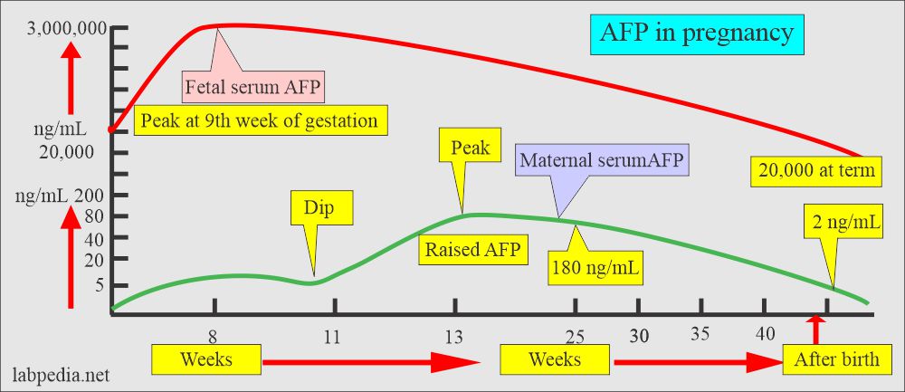 AFP in pregnancy and fetus