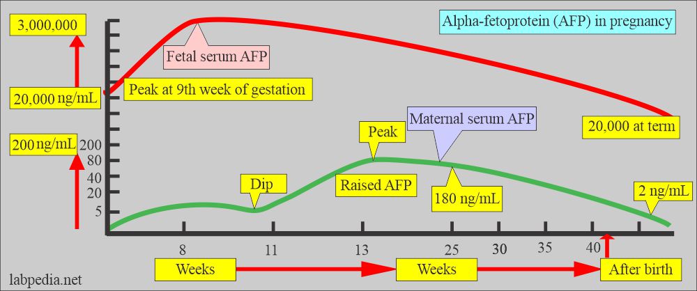 AFP level in pregnancy and in fetus