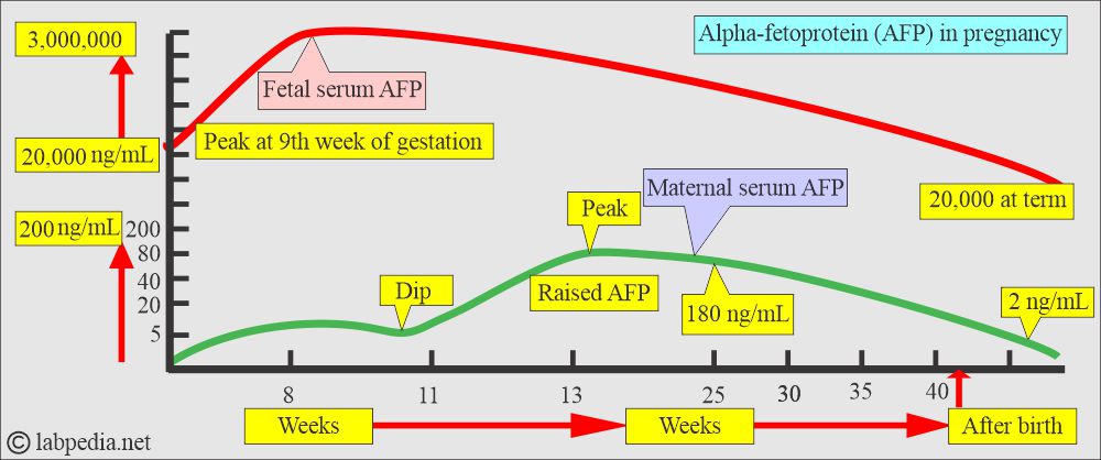 AFP in pregnancy and fetus