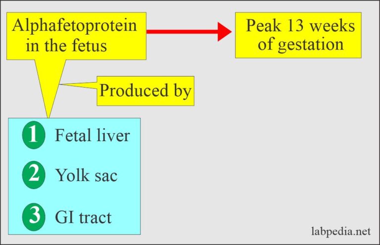 Tumor Marker:- Part 8 - Alpha-Fetoprotein (AFP) - Labpedia.net