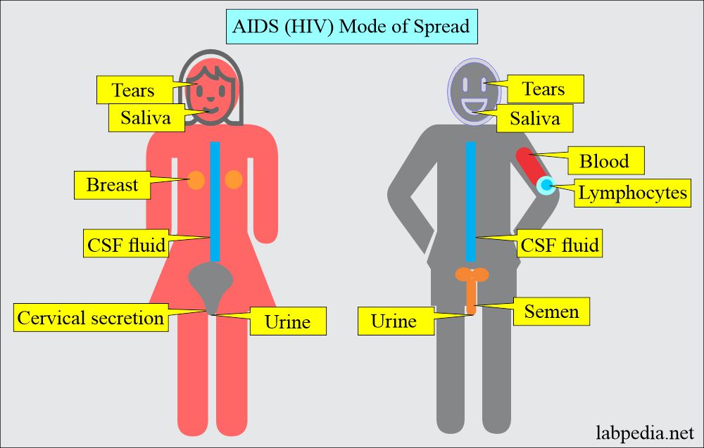 Human Immunodeficiency Virus (HIV): AIDS mode of spread