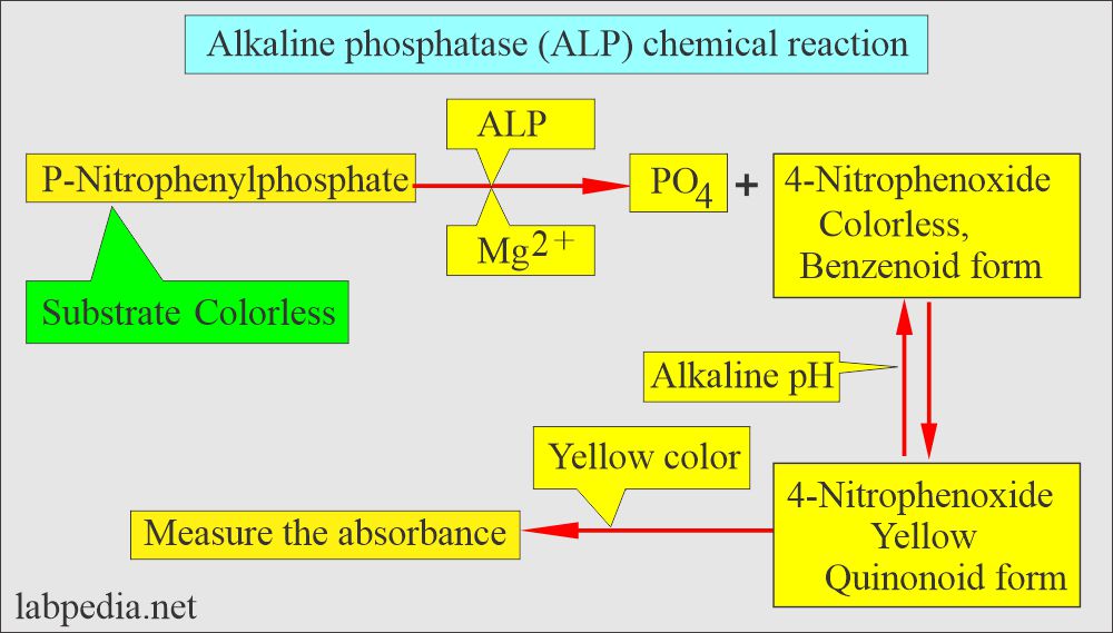 Alkaline phosphatase (ALP) chemical reaction 