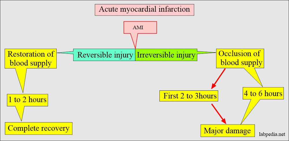 AMI damage of the muscles