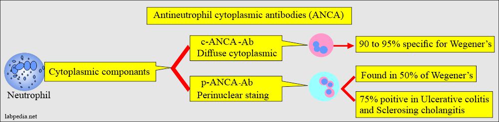 ANCA-C and ANCA-P type of antibodies