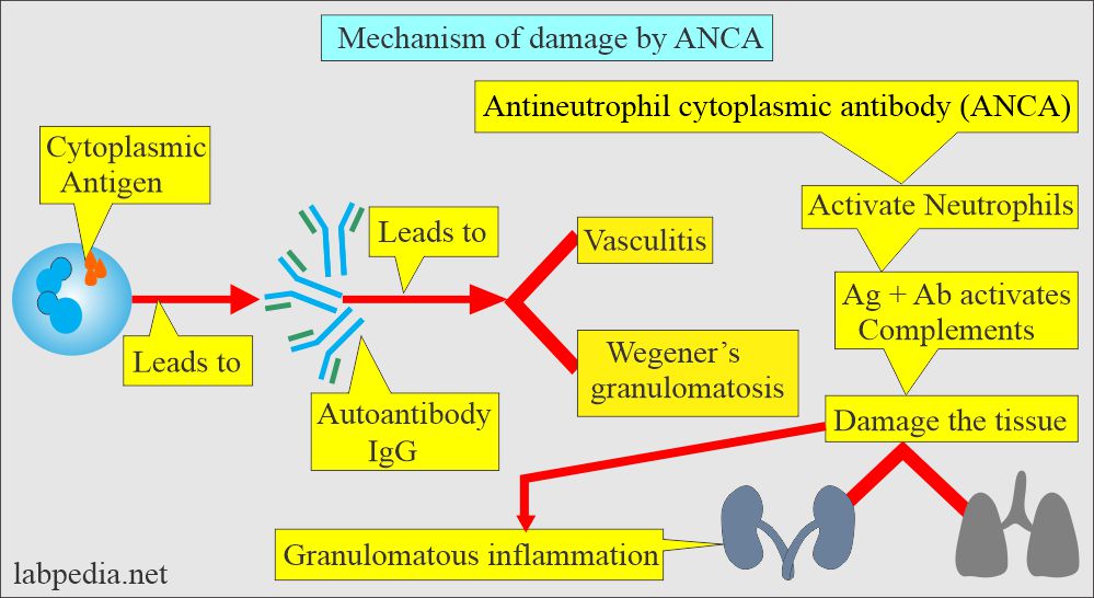 ANCA mechanism of tissue damage
