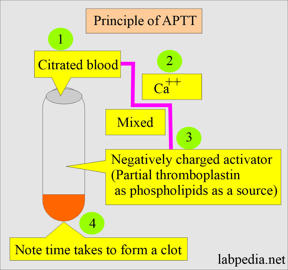 Partial Thromboplastin Time (PTT): APTT and PTT principle