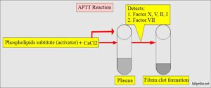 Activated Partial Thromboplastin Time (APTT), Partial Thromboplastin ...