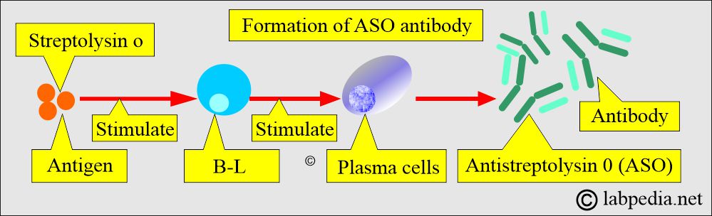 ASO antibody formation