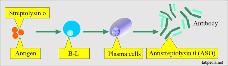 ASO Titer (Antistreptolysin O Titer) - Labpedia.net