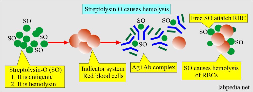 Basic mechanism of hemolysis by Streptolysin O (SO)